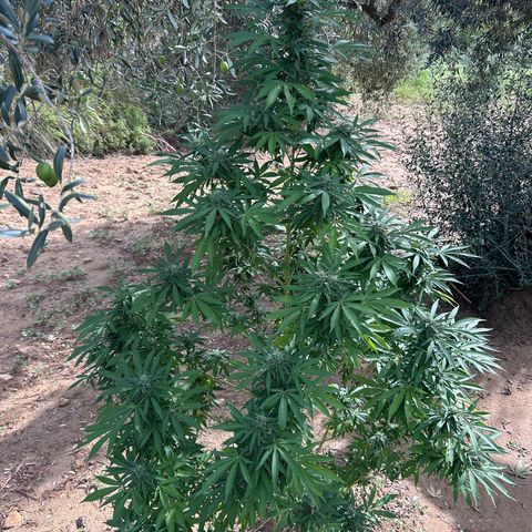 San Miguel growlog photo: Mercoledì messi 2ml di big one in terra, trattamento tripac di sempre, questa settimana è piovuto molto 