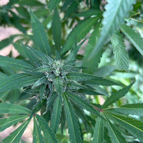 San Miguel growlog photo: Mercoledì messi 2ml di big one in terra, trattamento tripac di sempre, questa settimana è piovuto molto 