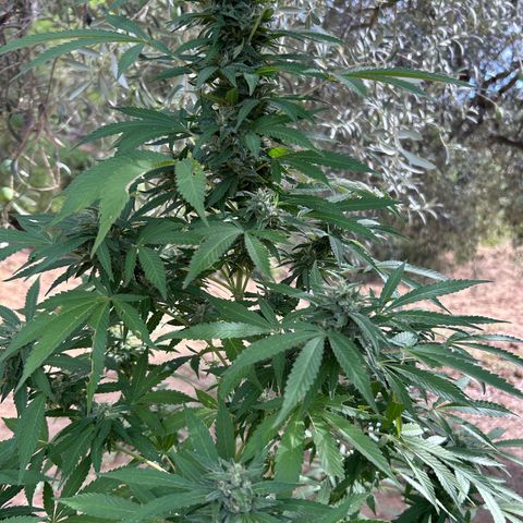 San Miguel growlog photo: Mercoledì messi 2ml di big one in terra, trattamento tripac di sempre, questa settimana è piovuto molto 