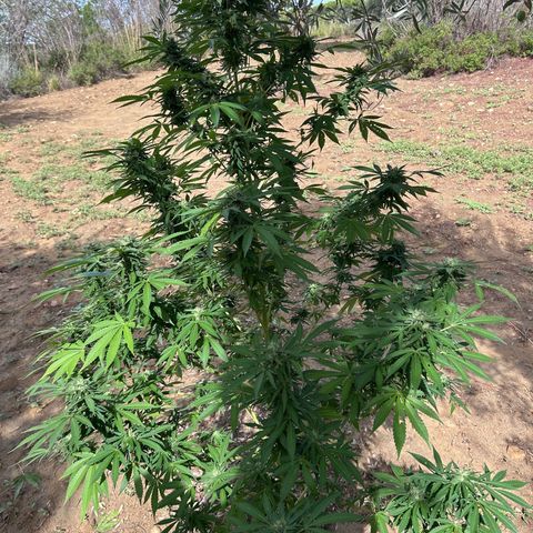 San Miguel growlog photo: Mercoledì messi 2ml di big one in terra, trattamento tripac di sempre, questa settimana è piovuto molto 
