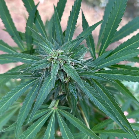 San Miguel growlog photo: Mercoledì messi 2ml di big one in terra, trattamento tripac di sempre, questa settimana è piovuto molto 