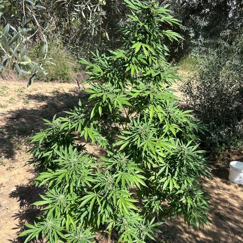 San Miguel growlog timeline photo