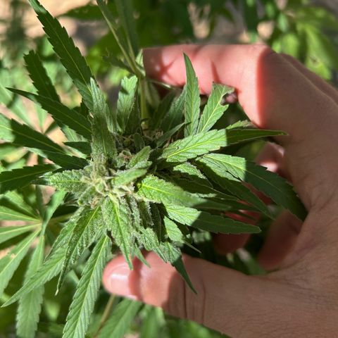 San Miguel growlog timeline photo