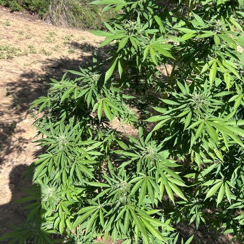 San Miguel growlog timeline photo