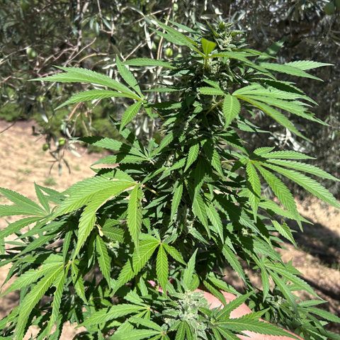 San Miguel growlog timeline photo