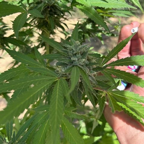 San Miguel growlog timeline photo