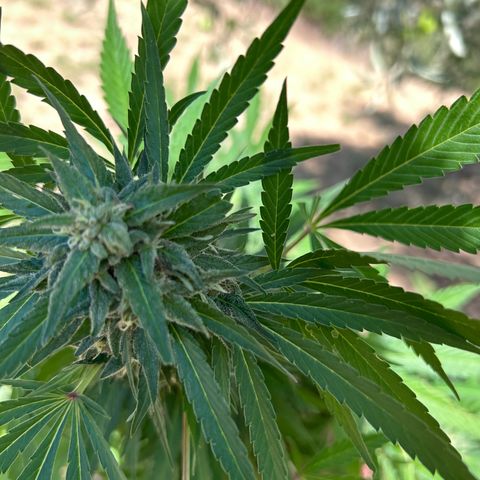 San Miguel growlog timeline photo