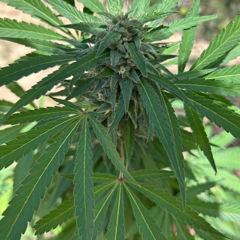 San Miguel growlog timeline photo