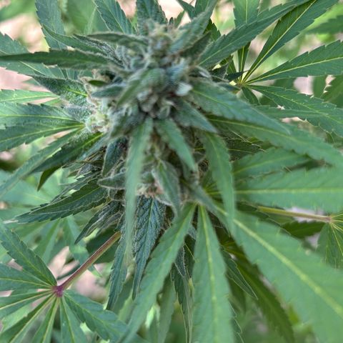 San Miguel growlog timeline photo