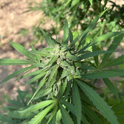 San Miguel growlog timeline photo