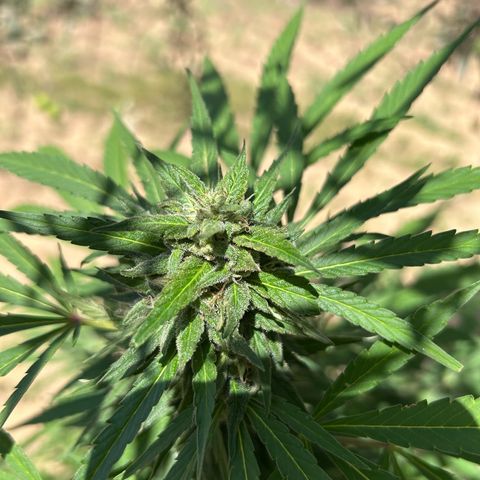 San Miguel growlog timeline photo
