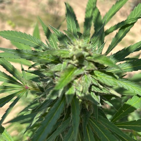 San Miguel growlog timeline photo