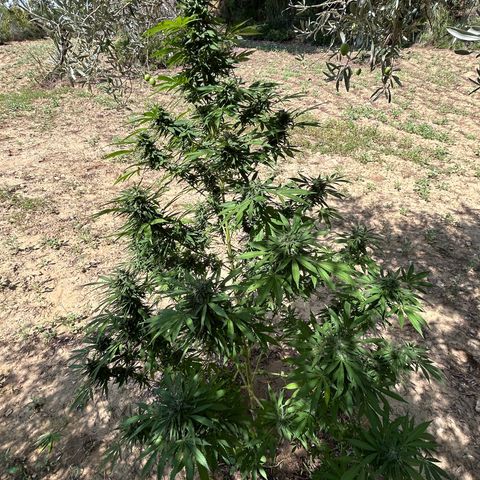 San Miguel growlog timeline photo