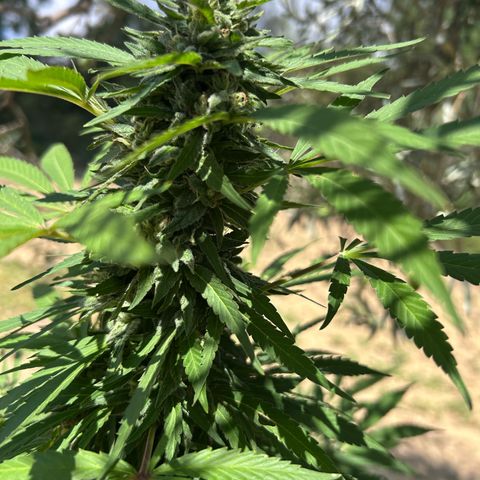 San Miguel growlog timeline photo