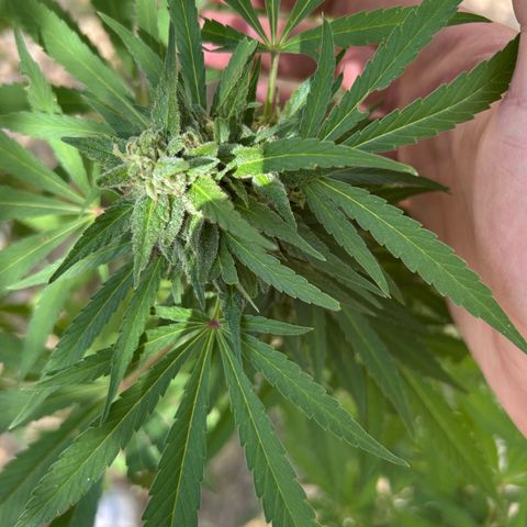 San Miguel growlog timeline photo