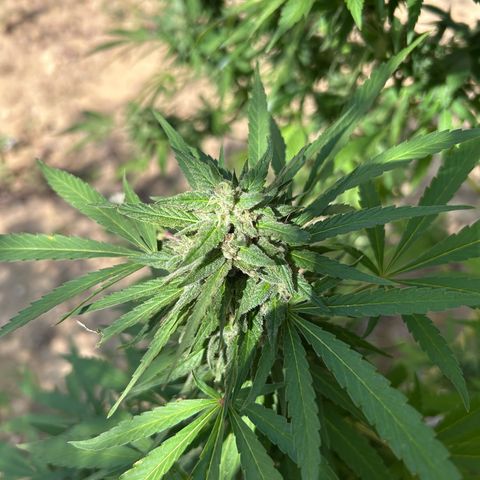 San Miguel growlog timeline photo