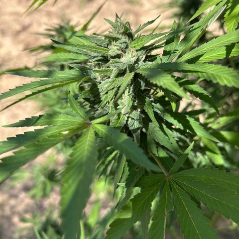 San Miguel growlog timeline photo