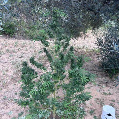 San Miguel growlog timeline photo