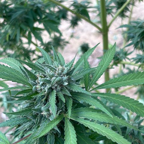 San Miguel growlog timeline photo