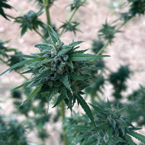 San Miguel growlog timeline photo