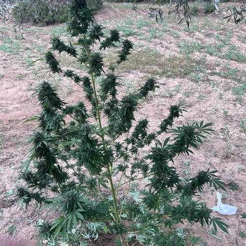 San Miguel growlog timeline photo