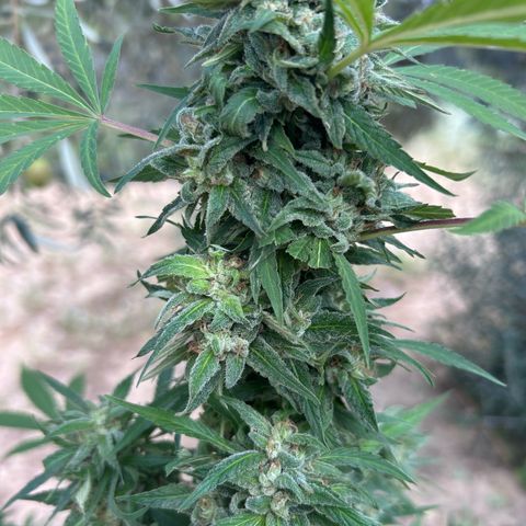 San Miguel growlog timeline photo
