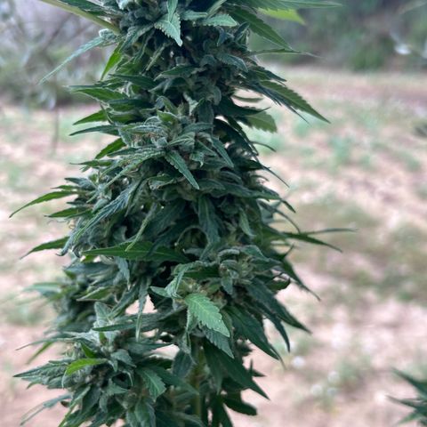 San Miguel growlog timeline photo