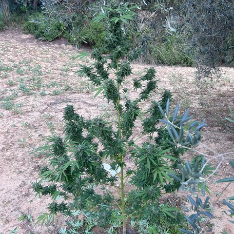 San Miguel growlog timeline photo