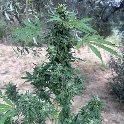 San Miguel growlog timeline photo