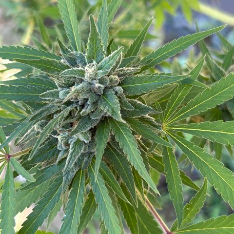San Miguel growlog photo: Ultima innaffiata