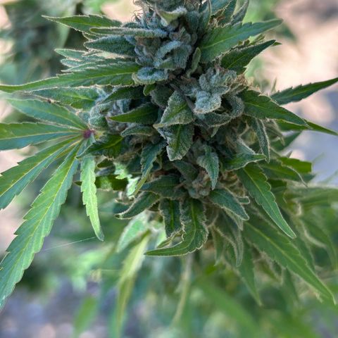 San Miguel growlog photo: Ultima innaffiata