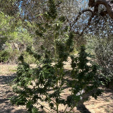 San Miguel growlog photo: Ultima innaffiata