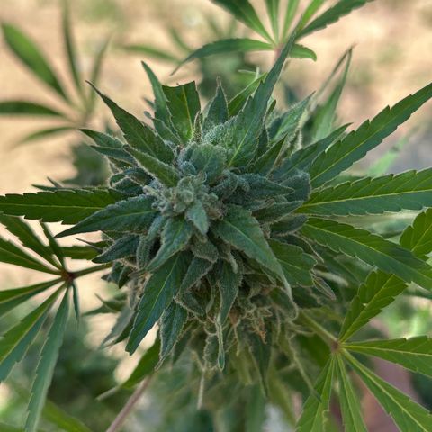 San Miguel growlog photo: Ultima innaffiata