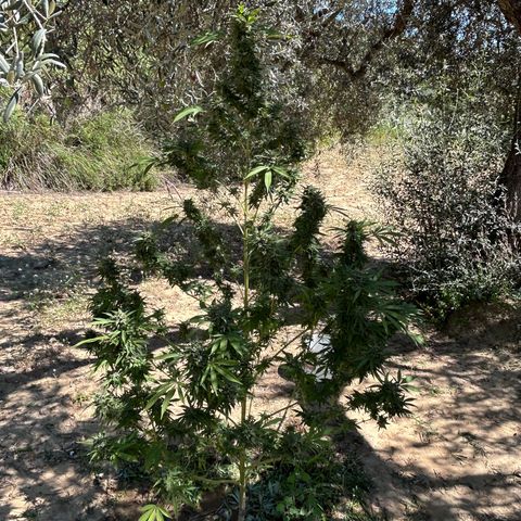 San Miguel growlog photo: Ultima innaffiata
