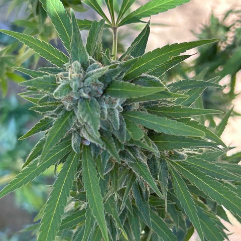 San Miguel growlog photo: Ultima innaffiata