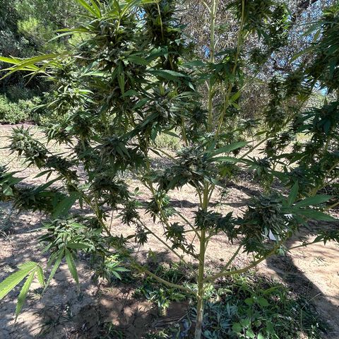 San Miguel growlog photo: Ultima innaffiata