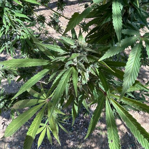 San Miguel growlog photo: Ultima innaffiata