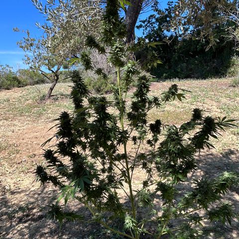 San Miguel growlog photo: Ultima innaffiata
