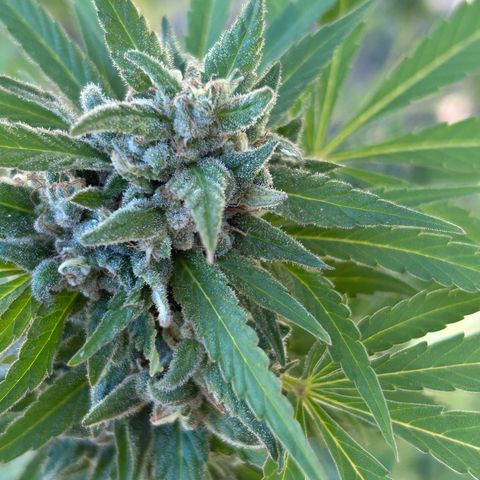 San Miguel growlog photo: Ultima innaffiata