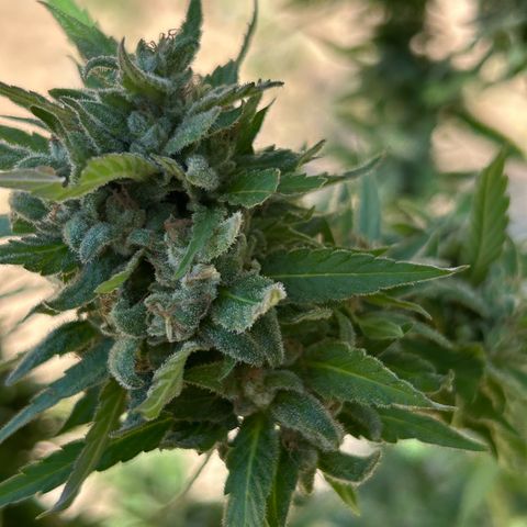 San Miguel growlog photo: Ultima innaffiata
