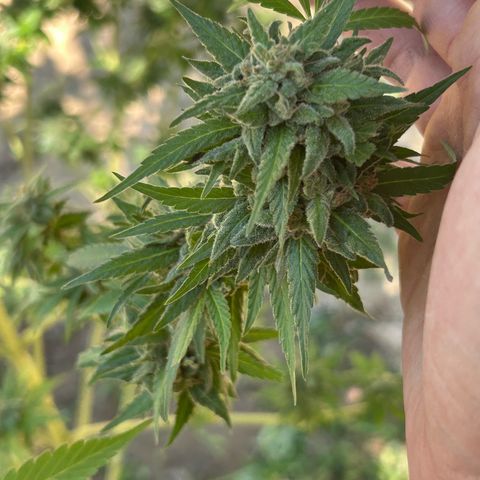 San Miguel growlog photo: Ultima innaffiata