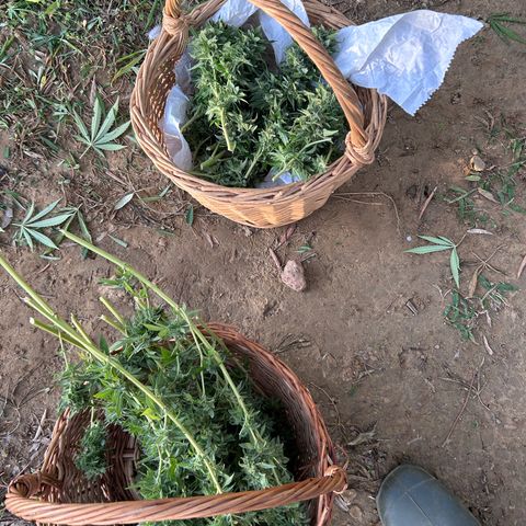 San Miguel growlog timeline photo