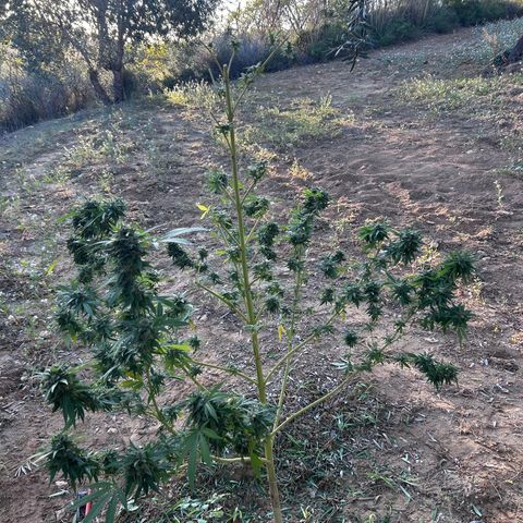 San Miguel growlog timeline photo