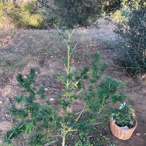San Miguel growlog timeline photo