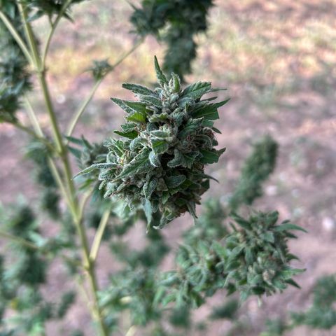 San Miguel growlog timeline photo