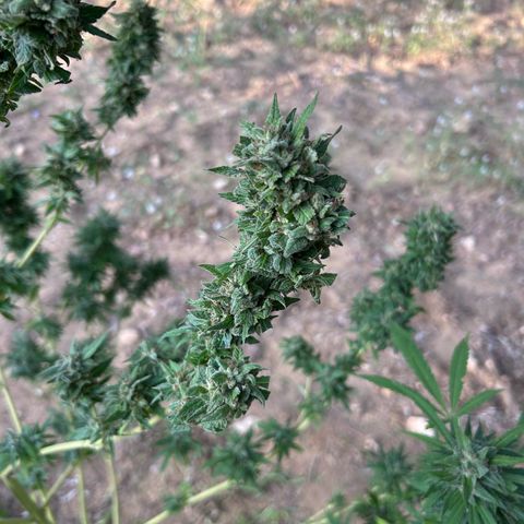San Miguel growlog timeline photo