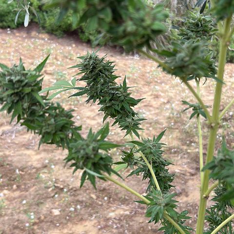 San Miguel growlog timeline photo