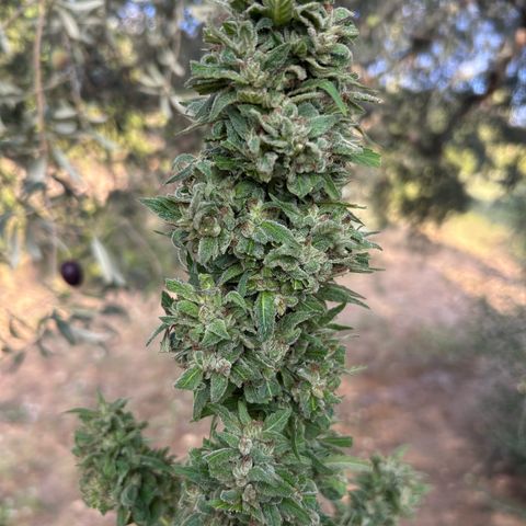 San Miguel growlog timeline photo