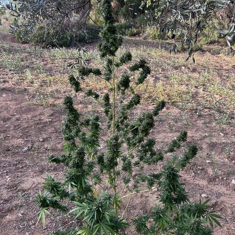 San Miguel growlog timeline photo