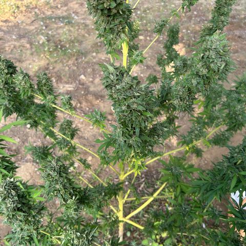 San Miguel growlog timeline photo
